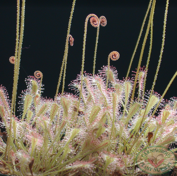 Drosera nidiformis