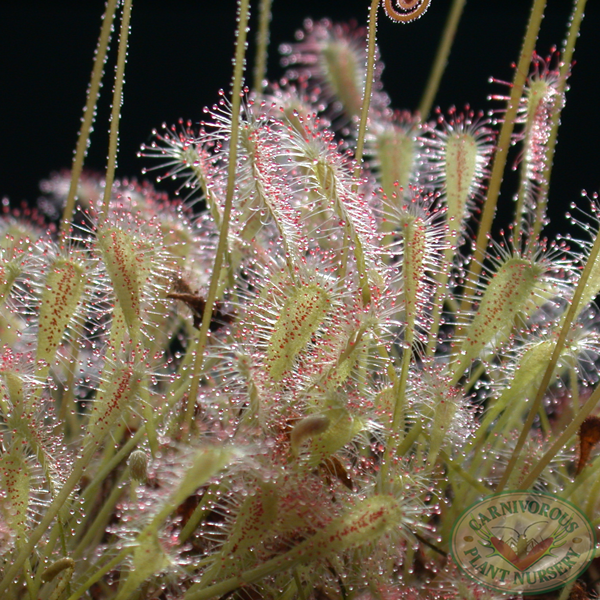 Drosera nidiformis