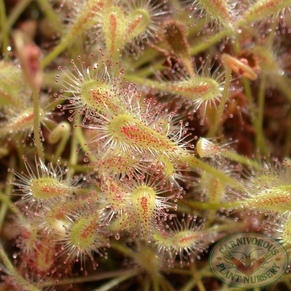 Drosera nidiformis