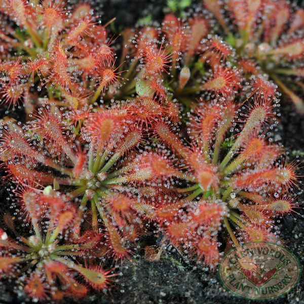 Drosera oblanceolata