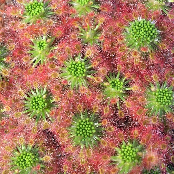 Drosera paleacea