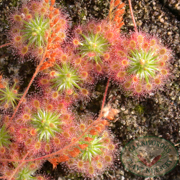 Drosera roseana