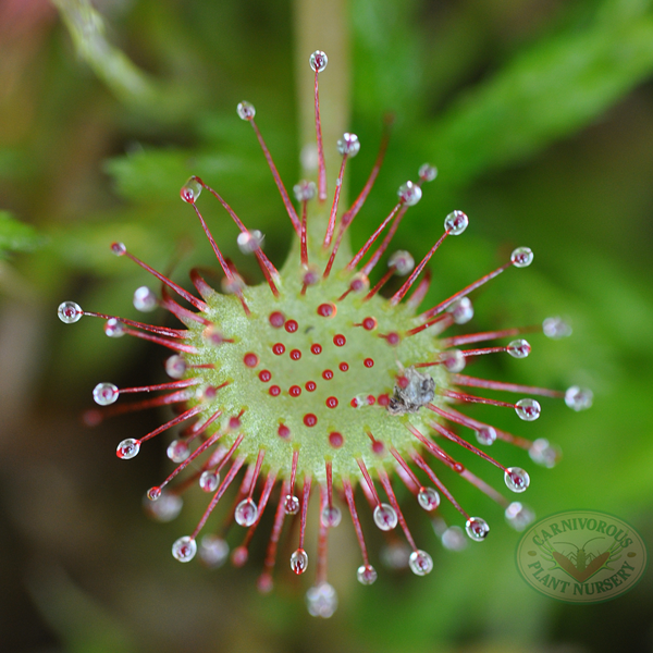 Drosera rotundifolia