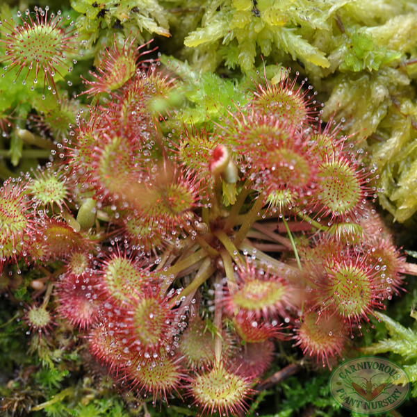 Round-Leaved Sundew (Drosera rotundifolia) 9 Drosera rotundifolia