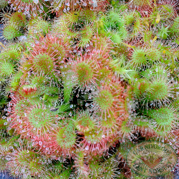 Drosera spatulata