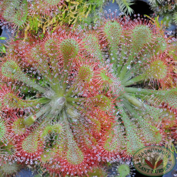 Drosera spatulata