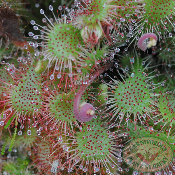 Drosera spatulata