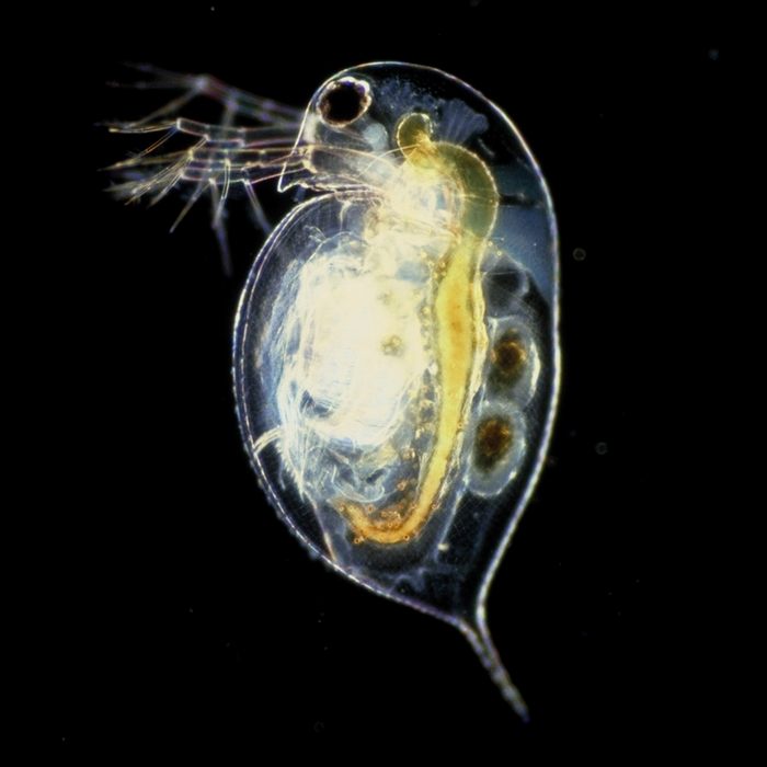 daphnia pulled