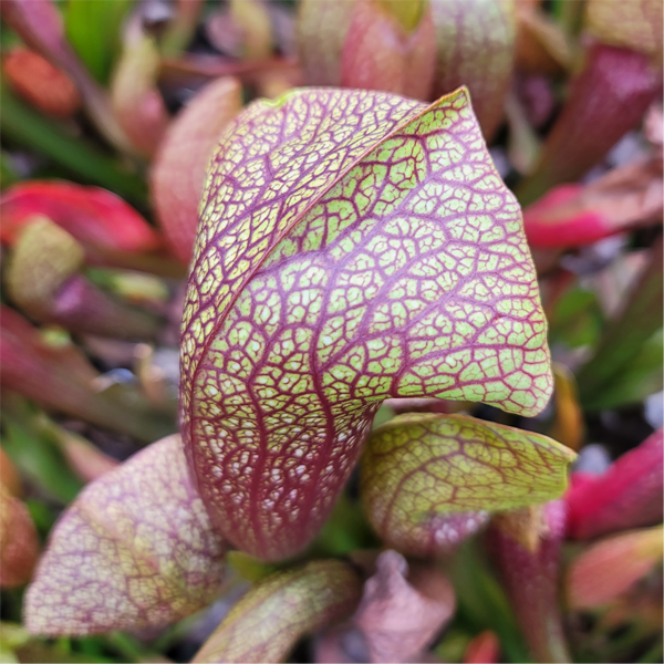 Sarracenia x Dixie Lace