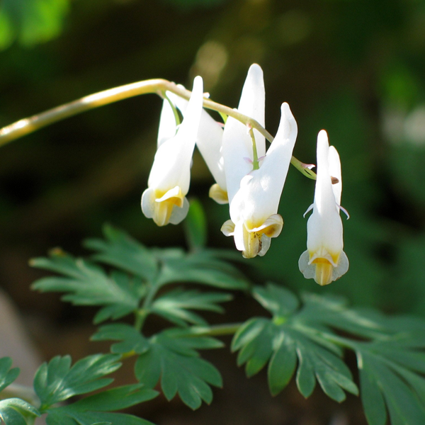 Dutchman's Breeches, from Wikicommons