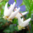 Dutchman's Breeches, from Wikicommons