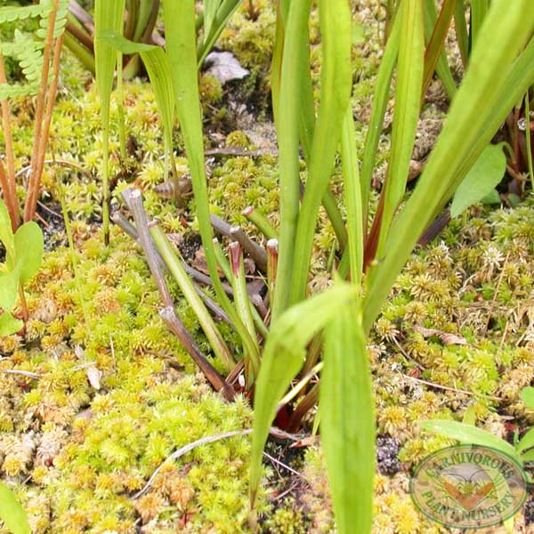 Sphagnum Moss - Dwarf