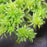 Sphagnum Moss - Dwarf