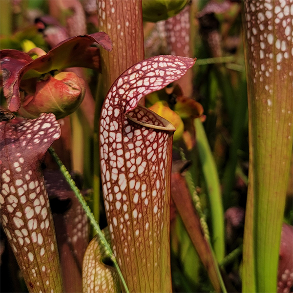 Sarracenia x excellens