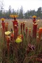 Field Guide to the Carnivorous Plants