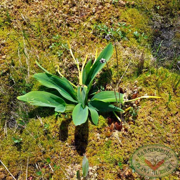 Orontium aquaticum