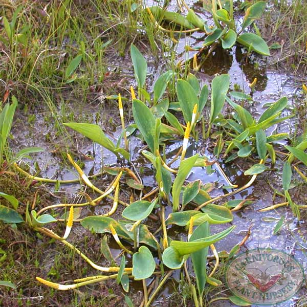 Orontium aquaticum