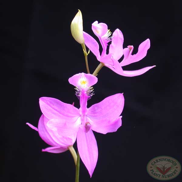 Bog Orchids