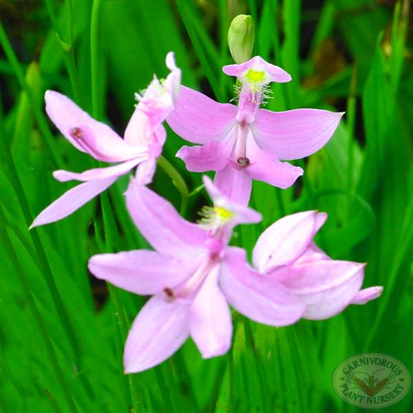 Grass Pink Orchid