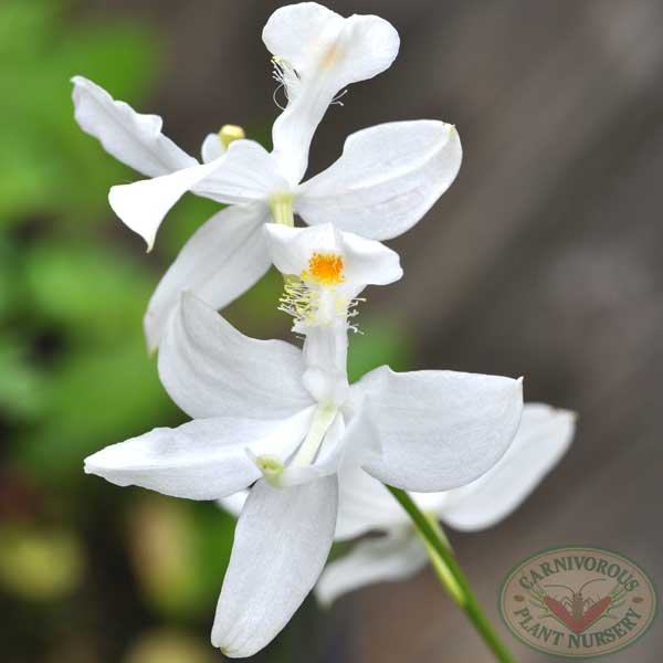 Grass Pink Orchid White