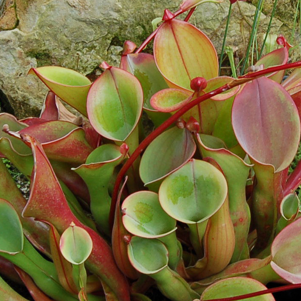 Heliamphora nutans