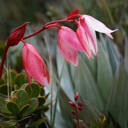 Heliamphora nutans