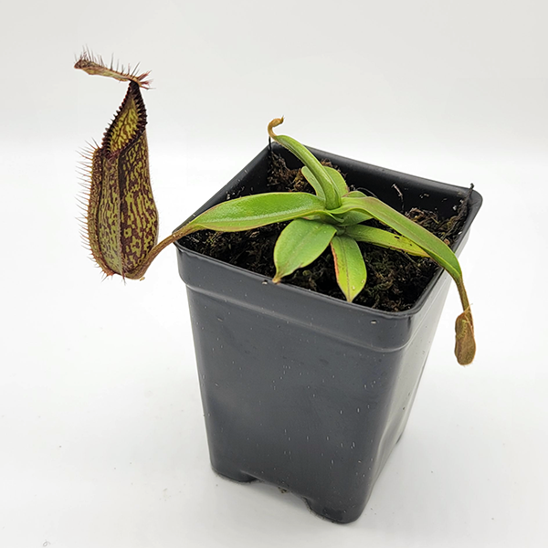 Nepenthes hamata