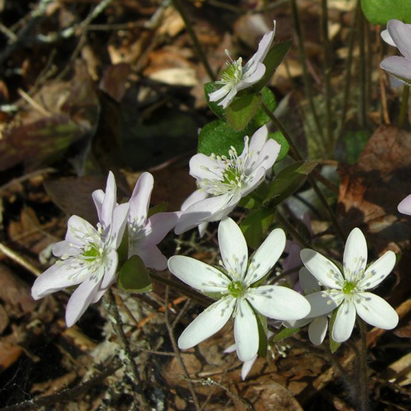 Sharped Lobed Hepatica