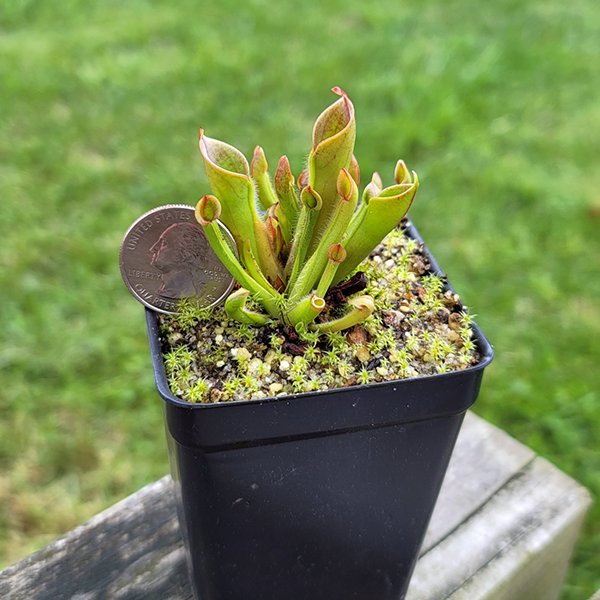 Heliamphora minor