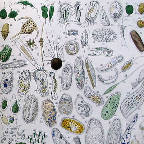 Visualizing Infusoria Infusoria Culture