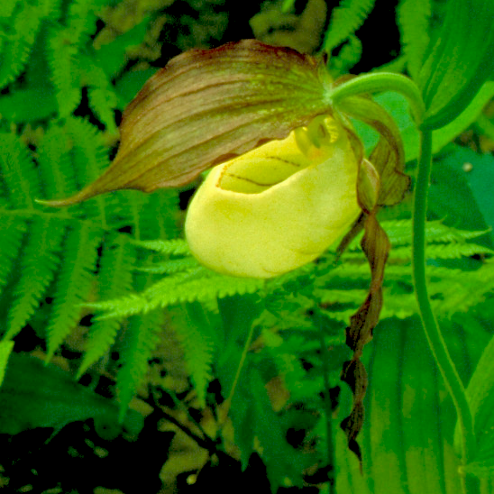 lady slipper flower seeds Kentucky Lady's Slipper Seeds
