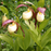 Kentucky Lady's Slipper Seeds | | Carnivorous Plant Nursery
