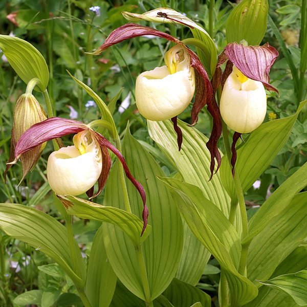 lady slipper flower seeds Kentucky Lady's Slipper Seeds