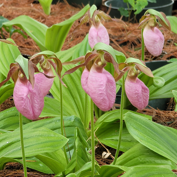 Lady Slipper Orchid (Cypripedium) 13 Lady's Slipper - Pink