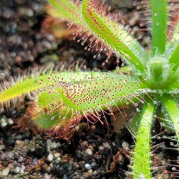 Drosera latifolia