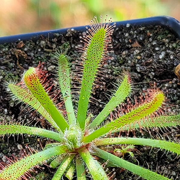 Drosera latifolia