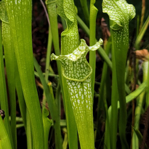 Sarracenia leucophylla x jonesii viridescens