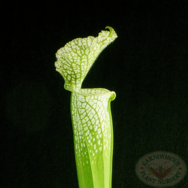 Sarracenia leucophylla viridescent