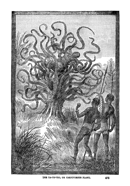 Man Eating Tree of Madagascar