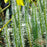 Mare's Tail