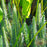 Mare's Tail