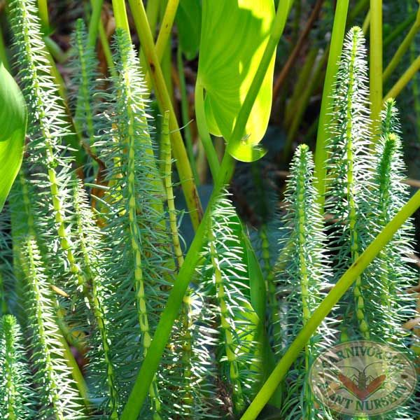 Mare's Tail