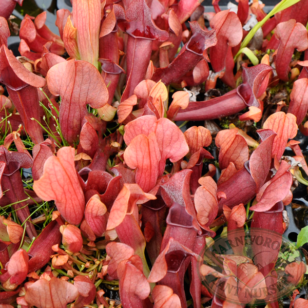 Sarracenia x Maroon