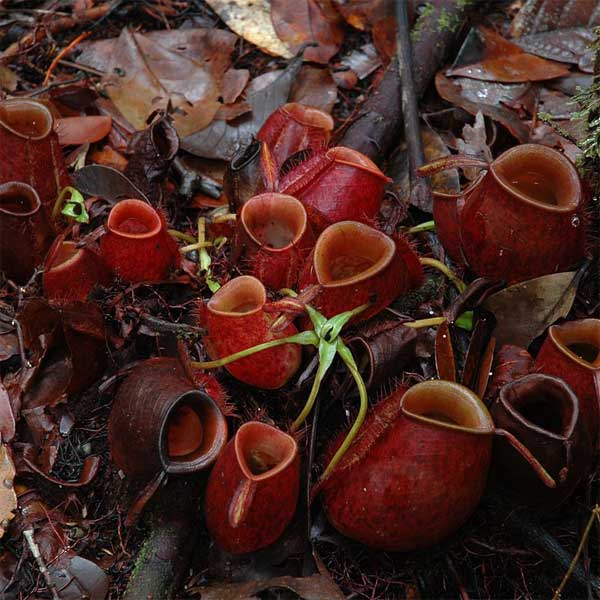 Nepenthes ampullaria