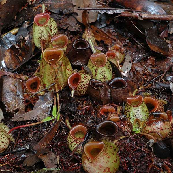 Nepenthes ampullaria