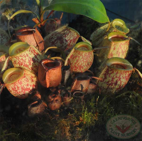 Nepenthes ampullaria