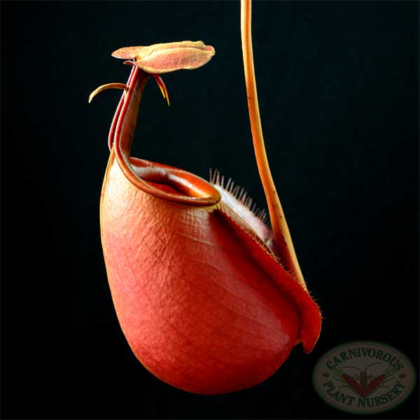 Nepenthes bicalcarata