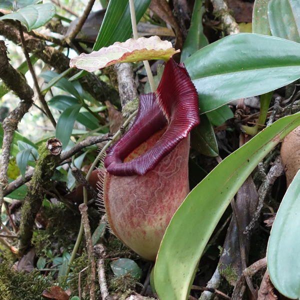 Nepenthes bongso Wikicommons