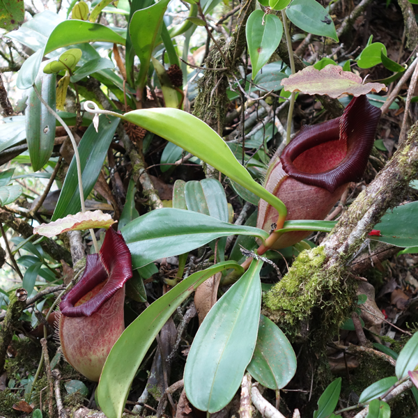 Nepenthes bongso Wikicommons