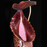 Nepenthes burkei x hamata | | Carnivorous Plant Nursery